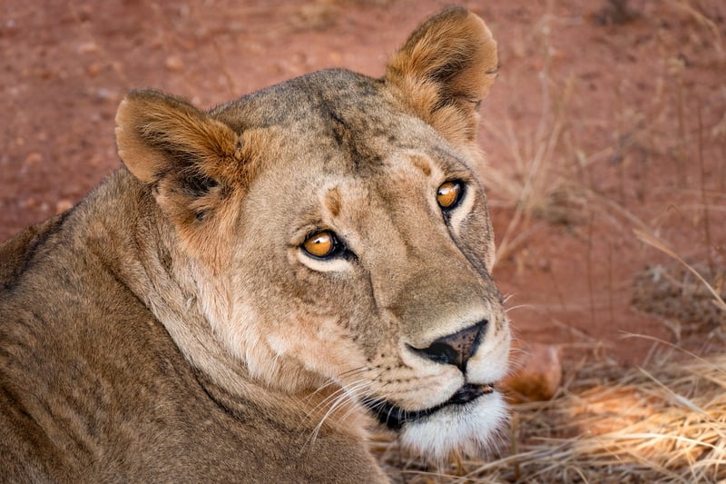Lion Safari Africa